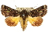  ( - 10ANIC-07262)  @15 [ ] CreativeCommons - Attribution (2010) CBG Photography Group Centre for Biodiversity Genomics