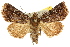  (Data - 10ANIC-07263)  @15 [ ] CreativeCommons - Attribution (2010) CBG Photography Group Centre for Biodiversity Genomics