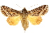  ( - 10ANIC-07267)  @11 [ ] CreativeCommons - Attribution (2010) CBG Photography Group Centre for Biodiversity Genomics