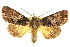 (Ancara plaesiosema - 10ANIC-07269)  @14 [ ] CreativeCommons - Attribution (2010) CBG Photography Group Centre for Biodiversity Genomics