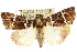  (Borbotana - 10ANIC-07273)  @15 [ ] CreativeCommons - Attribution (2010) CBG Photography Group Centre for Biodiversity Genomics
