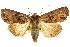  ( - 10ANIC-07276)  @15 [ ] CreativeCommons - Attribution (2010) CBG Photography Group Centre for Biodiversity Genomics