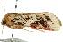 ( - 10ANIC-07305)  @13 [ ] CreativeCommons - Attribution (2010) CBG Photography Group Centre for Biodiversity Genomics