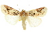  (Spodoptera picta - 10ANIC-07306)  @15 [ ] CreativeCommons - Attribution (2010) CBG Photography Group Centre for Biodiversity Genomics
