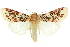  ( - 10ANIC-07307)  @11 [ ] CreativeCommons - Attribution (2010) CBG Photography Group Centre for Biodiversity Genomics