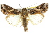  (Spodoptera litura - 10ANIC-07309)  @15 [ ] CreativeCommons - Attribution (2010) CBG Photography Group Centre for Biodiversity Genomics