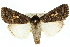 (Spodoptera apertura - 10ANIC-07311)  @15 [ ] CreativeCommons - Attribution (2010) CBG Photography Group Centre for Biodiversity Genomics