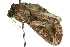 ( - 10ANIC-07313)  @12 [ ] CreativeCommons - Attribution (2010) CBG Photography Group Centre for Biodiversity Genomics