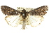  ( - 10ANIC-07314)  @14 [ ] CreativeCommons - Attribution (2010) CBG Photography Group Centre for Biodiversity Genomics