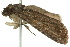  ( - 10ANIC-07315)  @12 [ ] CreativeCommons - Attribution (2010) CBG Photography Group Centre for Biodiversity Genomics