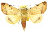  (Ophiusa costiplaga - 10ANIC-07320)  @15 [ ] CreativeCommons - Attribution (2010) CBG Photography Group Centre for Biodiversity Genomics