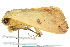  ( - 10ANIC-07321)  @12 [ ] CreativeCommons - Attribution (2010) CBG Photography Group Centre for Biodiversity Genomics