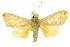  ( - 10ANIC-07322)  @14 [ ] CreativeCommons - Attribution (2010) CBG Photography Group Centre for Biodiversity Genomics