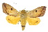  (Ophiusa discriminans - 10ANIC-07323)  @15 [ ] CreativeCommons - Attribution (2010) CBG Photography Group Centre for Biodiversity Genomics