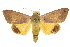  ( - 10ANIC-07326)  @14 [ ] CreativeCommons - Attribution (2010) CBG Photography Group Centre for Biodiversity Genomics