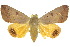  ( - 10ANIC-07327)  @14 [ ] CreativeCommons - Attribution (2010) CBG Photography Group Centre for Biodiversity Genomics