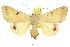  ( - 10ANIC-07328)  @15 [ ] CreativeCommons - Attribution (2010) CBG Photography Group Centre for Biodiversity Genomics