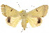  ( - 10ANIC-07329)  @15 [ ] CreativeCommons - Attribution (2010) CBG Photography Group Centre for Biodiversity Genomics