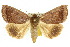  (Ophiusa trapezium - 10ANIC-07332)  @15 [ ] CreativeCommons - Attribution (2010) CBG Photography Group Centre for Biodiversity Genomics