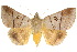  ( - 10ANIC-07334)  @11 [ ] CreativeCommons - Attribution (2010) CBG Photography Group Centre for Biodiversity Genomics