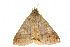  ( - 10ANIC-07335)  @13 [ ] CreativeCommons - Attribution (2010) CBG Photography Group Centre for Biodiversity Genomics
