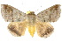  (Ophiusa hituense - 10ANIC-07336)  @15 [ ] CreativeCommons - Attribution (2010) CBG Photography Group Centre for Biodiversity Genomics