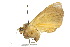  ( - 10ANIC-07338)  @12 [ ] CreativeCommons - Attribution (2010) CBG Photography Group Centre for Biodiversity Genomics