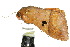  ( - 10ANIC-07341)  @13 [ ] CreativeCommons - Attribution (2010) CBG Photography Group Centre for Biodiversity Genomics