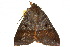  ( - 10ANIC-07342)  @13 [ ] CreativeCommons - Attribution (2010) CBG Photography Group Centre for Biodiversity Genomics