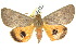  (Ophiusa microrrhaea - 10ANIC-07343)  @15 [ ] CreativeCommons - Attribution (2010) CBG Photography Group Centre for Biodiversity Genomics