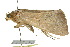  ( - 10ANIC-07344)  @13 [ ] CreativeCommons - Attribution (2010) CBG Photography Group Centre for Biodiversity Genomics