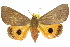  ( - 10ANIC-07345)  @15 [ ] CreativeCommons - Attribution (2010) CBG Photography Group Centre for Biodiversity Genomics