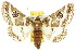  ( - 10ANIC-07349)  @15 [ ] CreativeCommons - Attribution (2010) CBG Photography Group Centre for Biodiversity Genomics