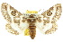  (Niguza anisogramma - 10ANIC-07350)  @15 [ ] CreativeCommons - Attribution (2010) CBG Photography Group Centre for Biodiversity Genomics