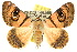  (Niguza eucesta - 10ANIC-07351)  @15 [ ] CreativeCommons - Attribution (2010) CBG Photography Group Centre for Biodiversity Genomics