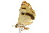  ( - 10ANIC-07352)  @13 [ ] CreativeCommons - Attribution (2010) CBG Photography Group Centre for Biodiversity Genomics