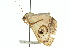  ( - 10ANIC-07353)  @13 [ ] CreativeCommons - Attribution (2010) CBG Photography Group Centre for Biodiversity Genomics