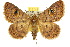  (Niguza spiramioides - 10ANIC-07354)  @15 [ ] CreativeCommons - Attribution (2010) CBG Photography Group Centre for Biodiversity Genomics