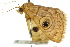  ( - 10ANIC-07355)  @14 [ ] CreativeCommons - Attribution (2010) CBG Photography Group Centre for Biodiversity Genomics