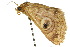  ( - 10ANIC-07356)  @14 [ ] CreativeCommons - Attribution (2010) CBG Photography Group Centre for Biodiversity Genomics
