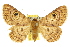  ( - 10ANIC-07357)  @15 [ ] CreativeCommons - Attribution (2010) CBG Photography Group Centre for Biodiversity Genomics