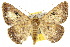  ( - 10ANIC-07359)  @11 [ ] CreativeCommons - Attribution (2010) CBG Photography Group Centre for Biodiversity Genomics