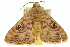  ( - 10ANIC-07360)  @14 [ ] CreativeCommons - Attribution (2010) CBG Photography Group Centre for Biodiversity Genomics