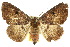  (Donuca castalia - 10ANIC-07363)  @15 [ ] CreativeCommons - Attribution (2010) CBG Photography Group Centre for Biodiversity Genomics