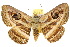  ( - 10ANIC-07381)  @11 [ ] CreativeCommons - Attribution (2010) CBG Photography Group Centre for Biodiversity Genomics
