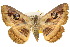  ( - 10ANIC-07382)  @11 [ ] CreativeCommons - Attribution (2010) CBG Photography Group Centre for Biodiversity Genomics
