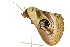  ( - 10ANIC-07383)  @11 [ ] CreativeCommons - Attribution (2010) CBG Photography Group Centre for Biodiversity Genomics