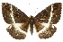  (Erebus terminitincta - 10ANIC-07388)  @15 [ ] CreativeCommons - Attribution (2010) CBG Photography Group Centre for Biodiversity Genomics