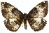 ( - 10ANIC-07390)  @14 [ ] CreativeCommons - Attribution (2010) CBG Photography Group Centre for Biodiversity Genomics