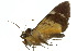  ( - 10ANIC-07395)  @13 [ ] CreativeCommons - Attribution (2010) CBG Photography Group Centre for Biodiversity Genomics